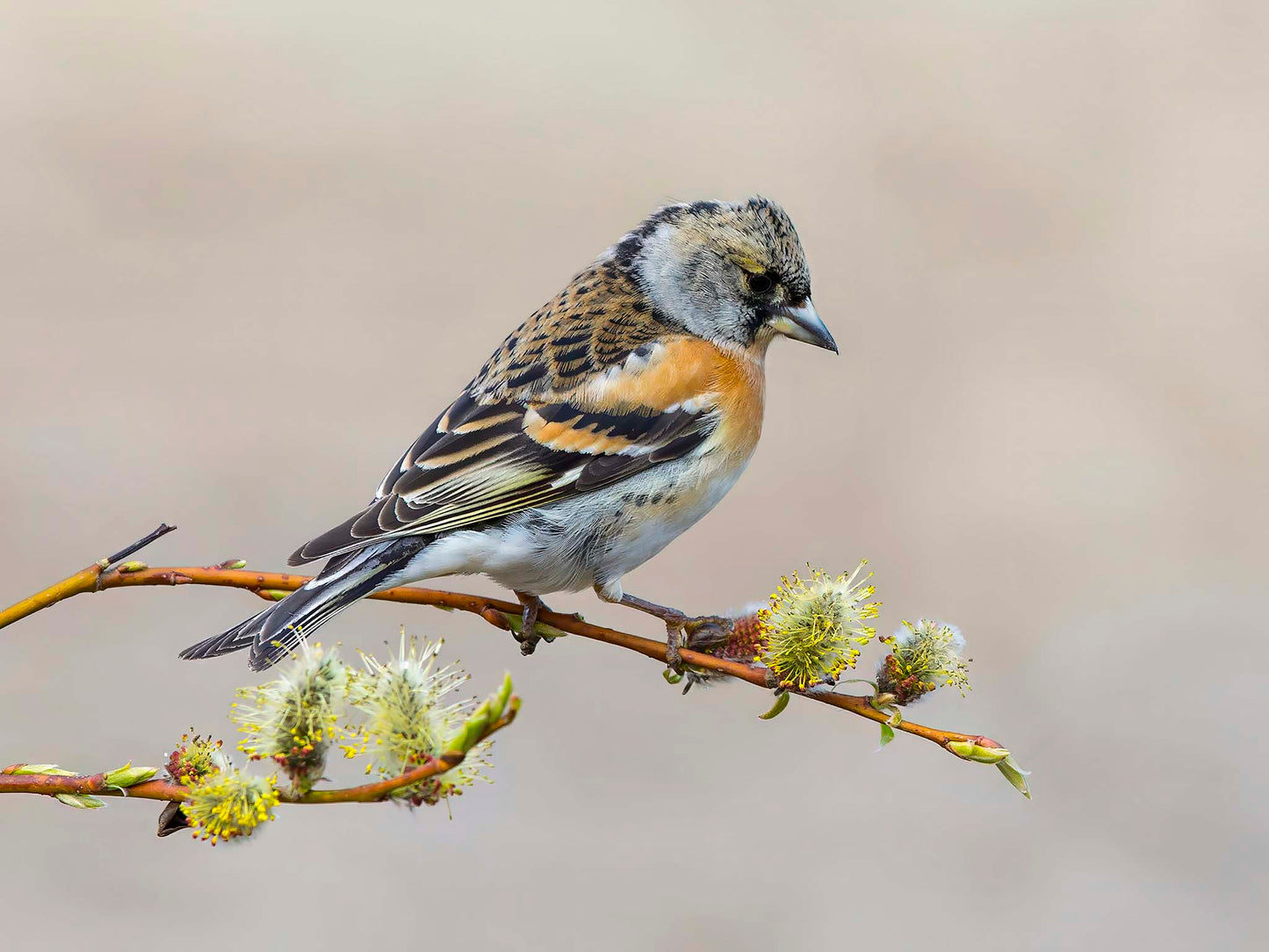 Bergfink på videgren