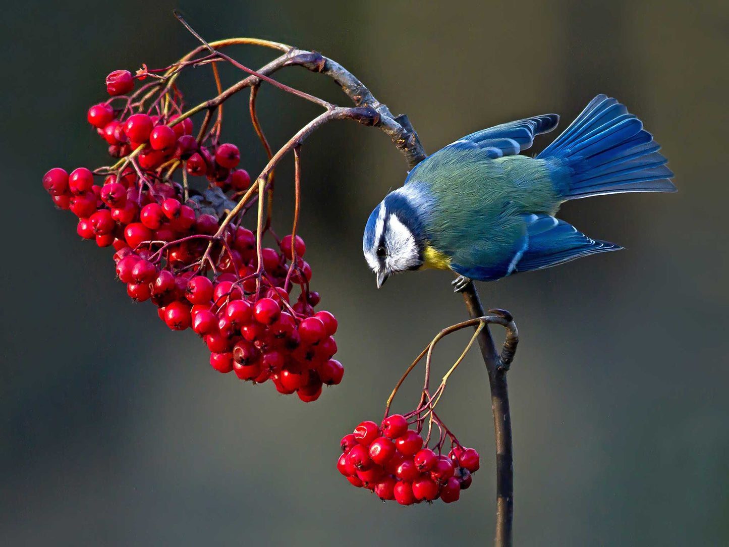Blåmes med rönnbär