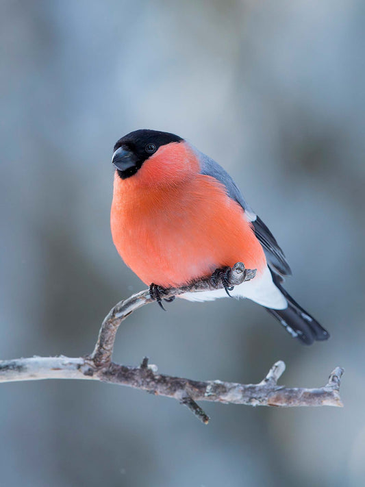 Domherre på sittpinne
