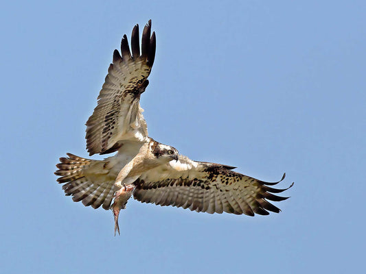 Fiskgjuse med fångst