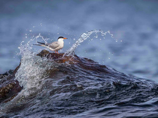 Fisktärna i vågstänk