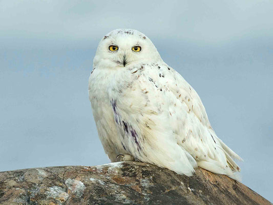 Fjälluggla i Lövånger