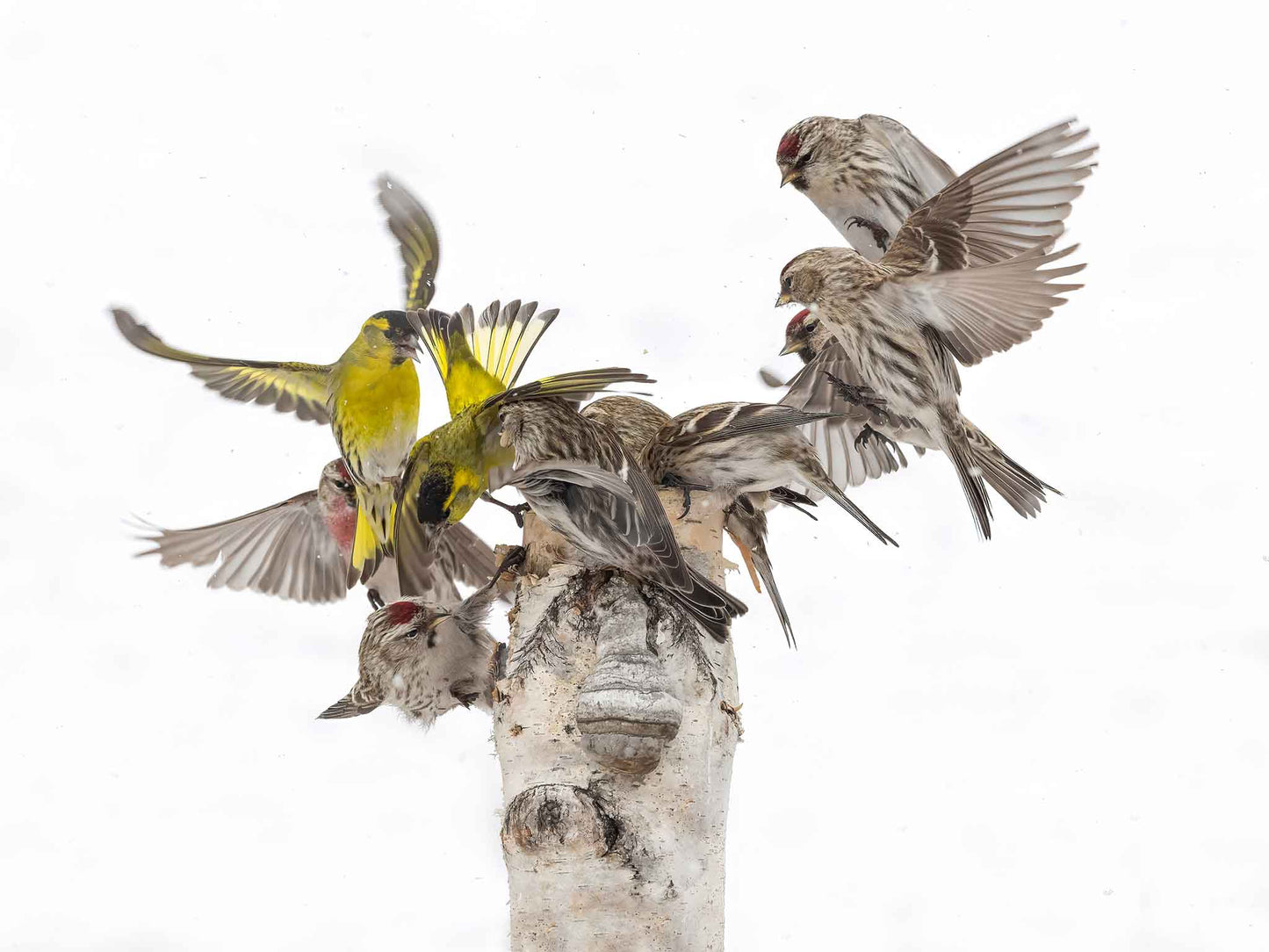 Grön- och Gråsiskor vid matningsstolpen
