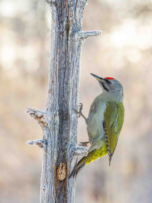 Gråspett på torrfura