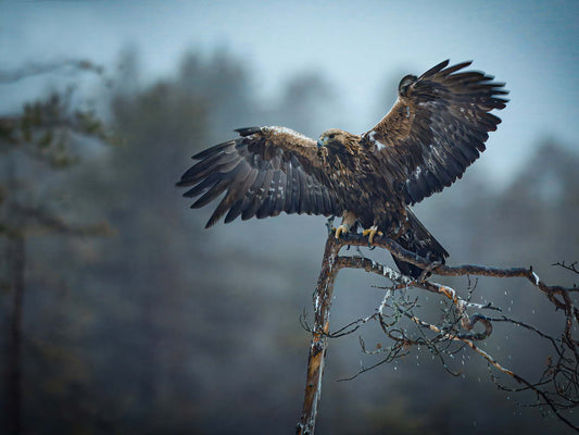 Kungsörn en regnig afton i oktober