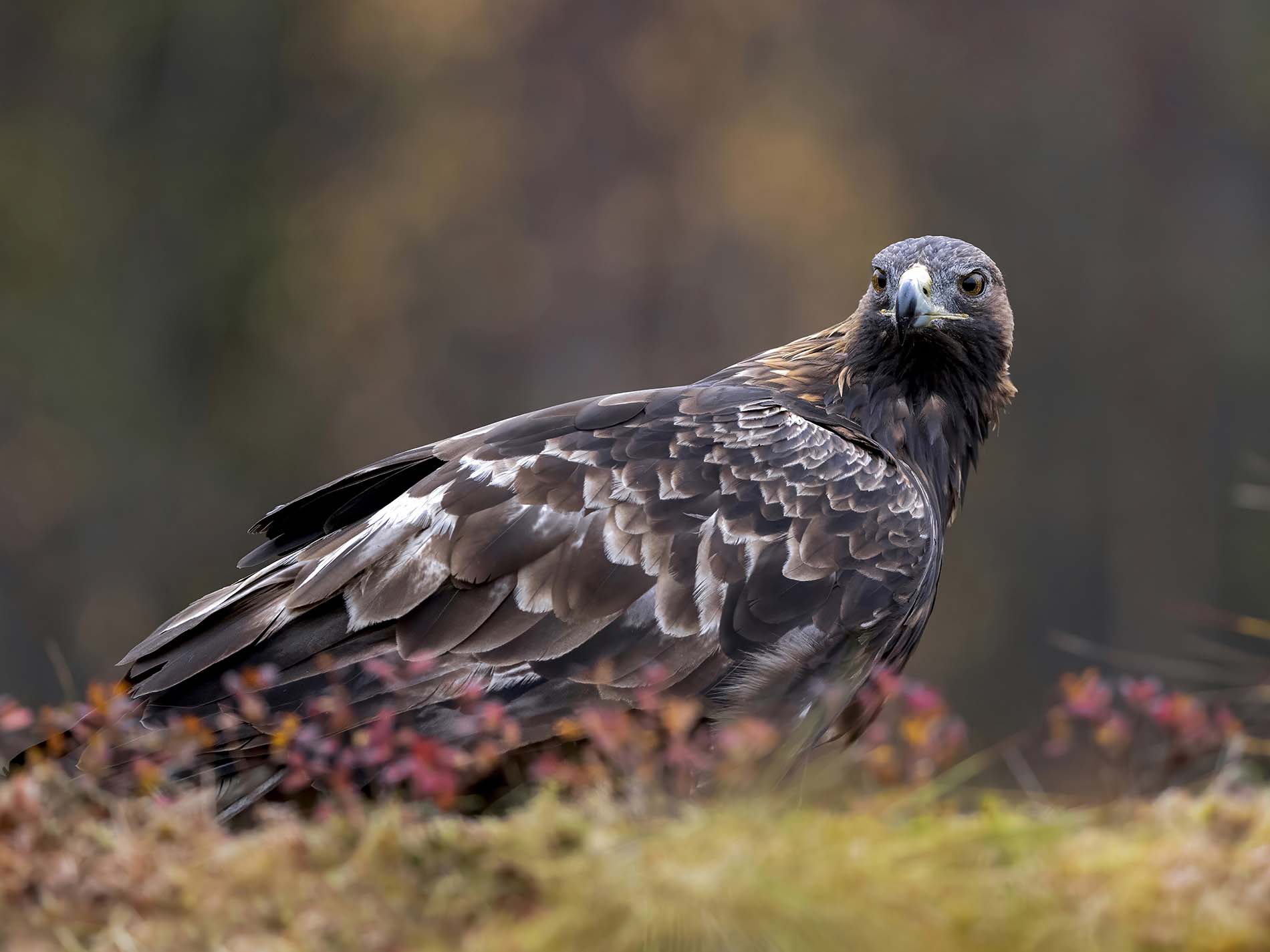 Kungsörn i höstfärger – Naturfoton