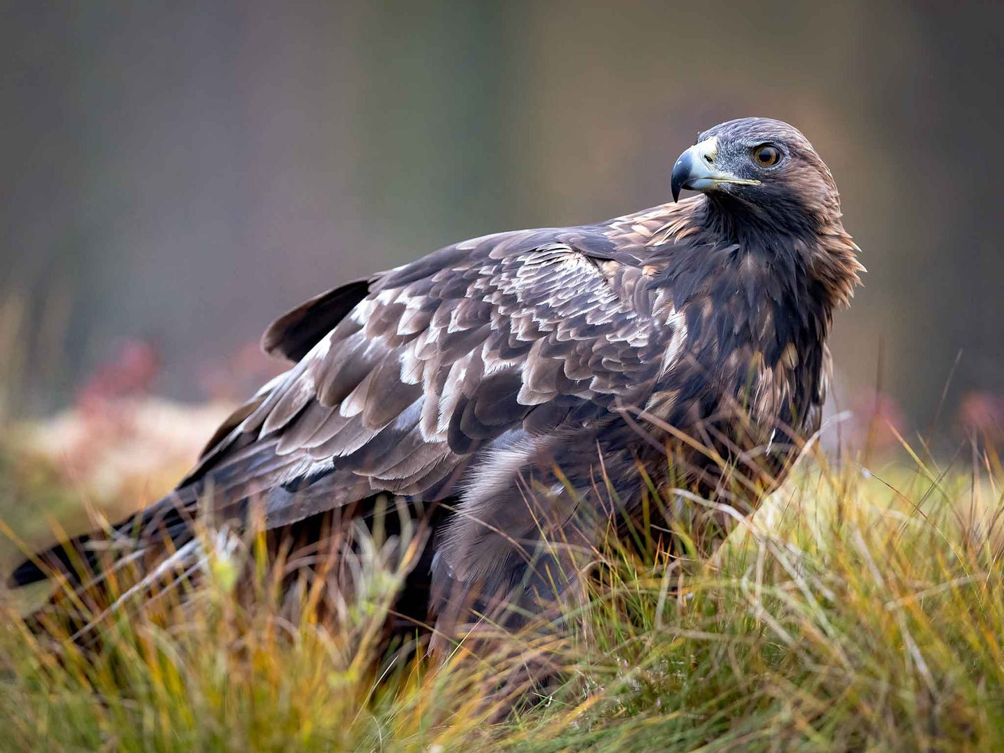 Kungsörn i höstfärger 2