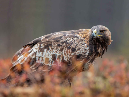 Kungsörn i höstfärger 1