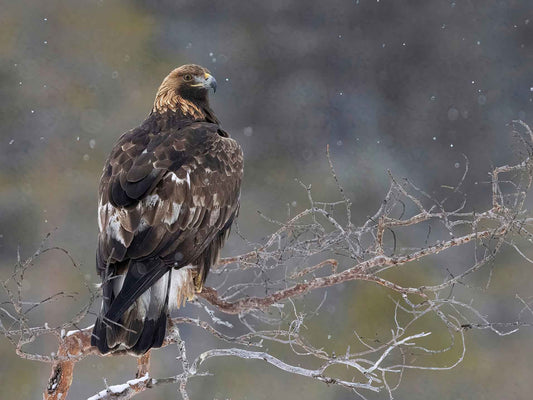 Kungsörn ringmärkt i Finland på besök