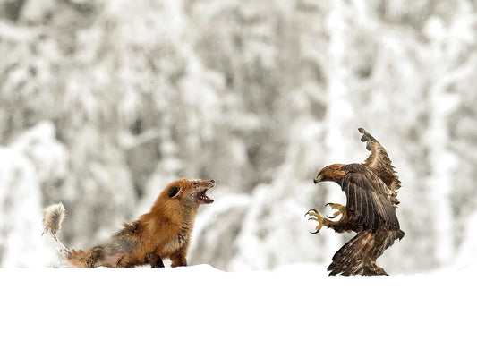 Kungsörn och skabbräv 1