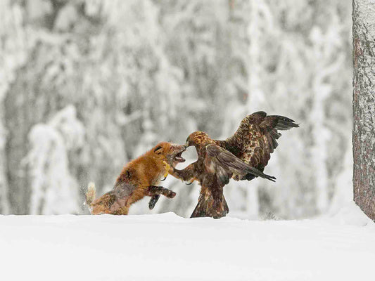 Kungsörn och skabbräv 2