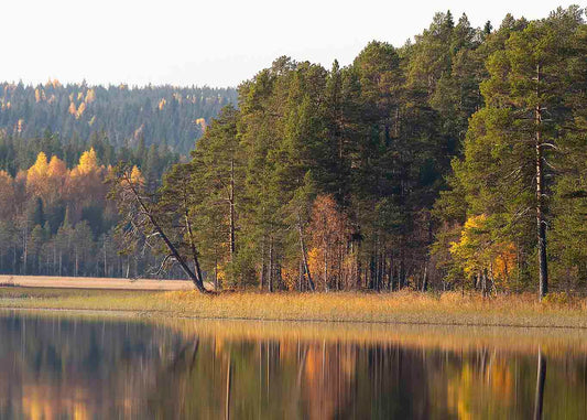 Lappselet i höstfärger