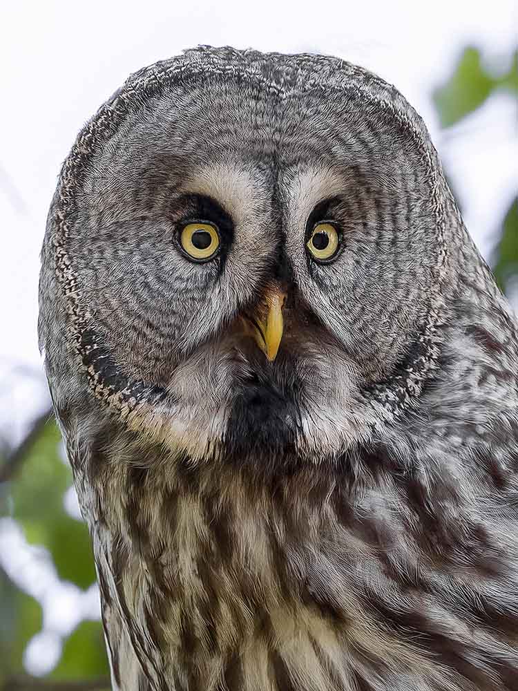 Lappuggla i närbild