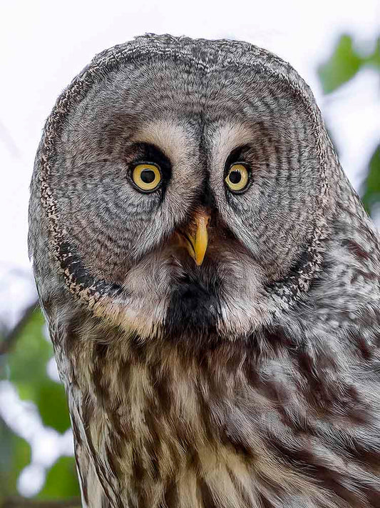 Lappuggla i närbild