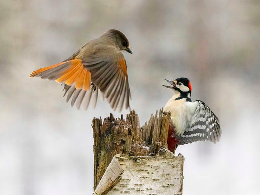 Lavskrika och större hackspett