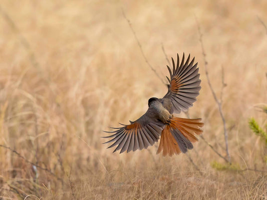 Lavskrika i höstfärger