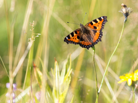 Nässelfjäril på strå