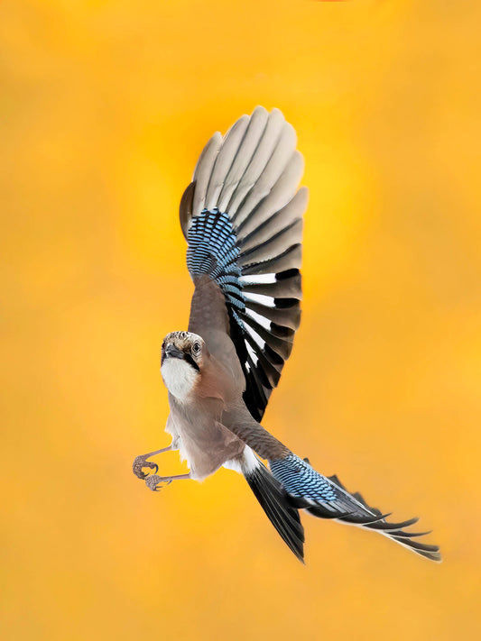 Nötskrika i morgonsol