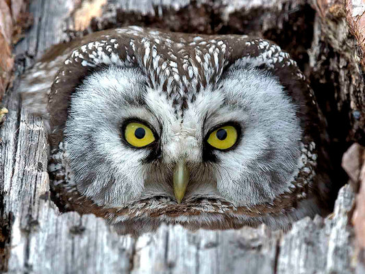 Pärluggla i trädbo