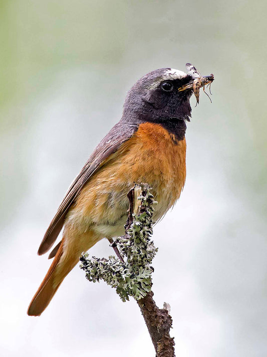 Rödstjärt med mat till boet