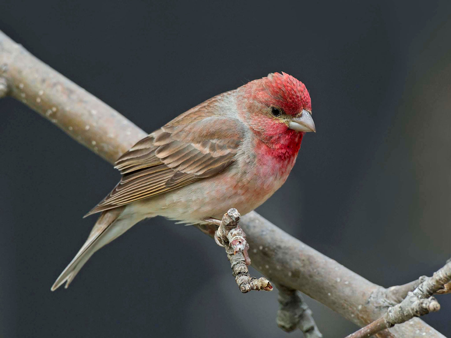 Rosenfink med mörk bakgrund