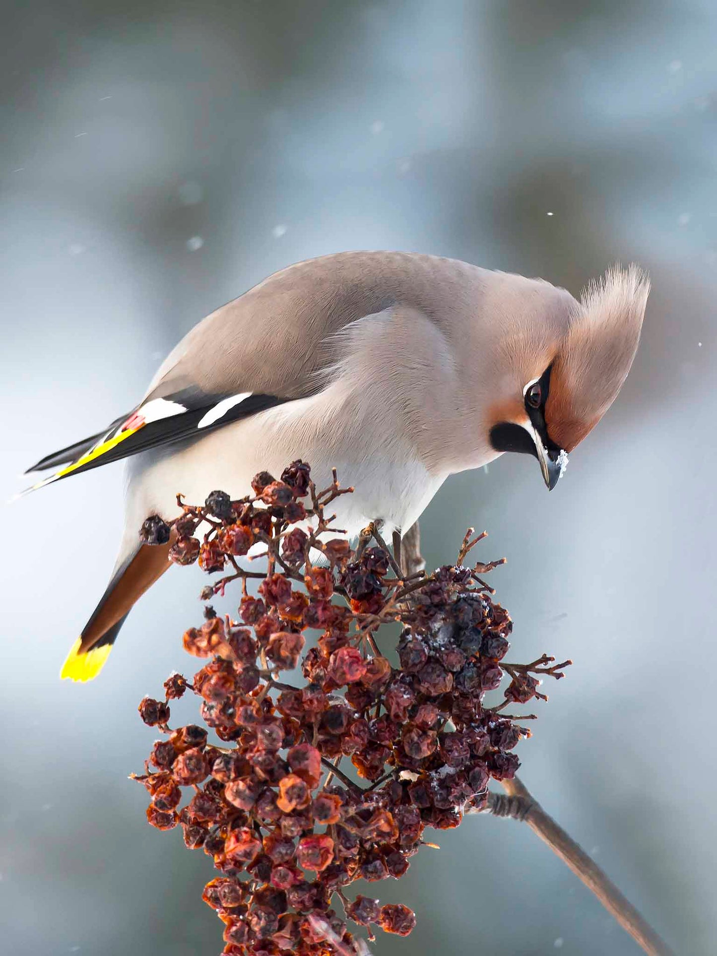 Sidensvans med rönnbär 2