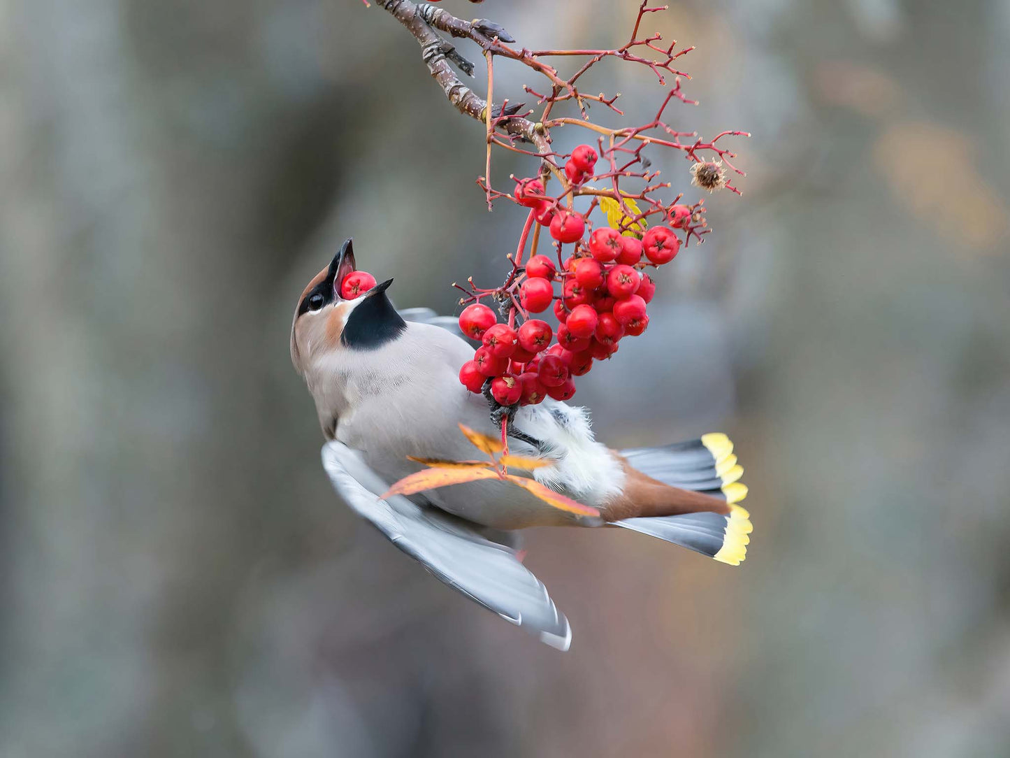 Sidensvans med rönnbär 1