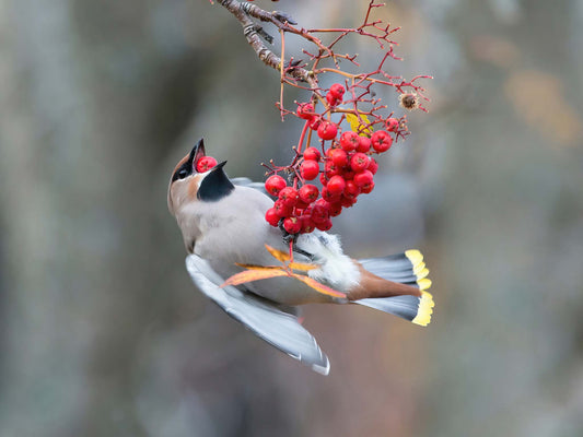 Sidensvans med rönnbär 1