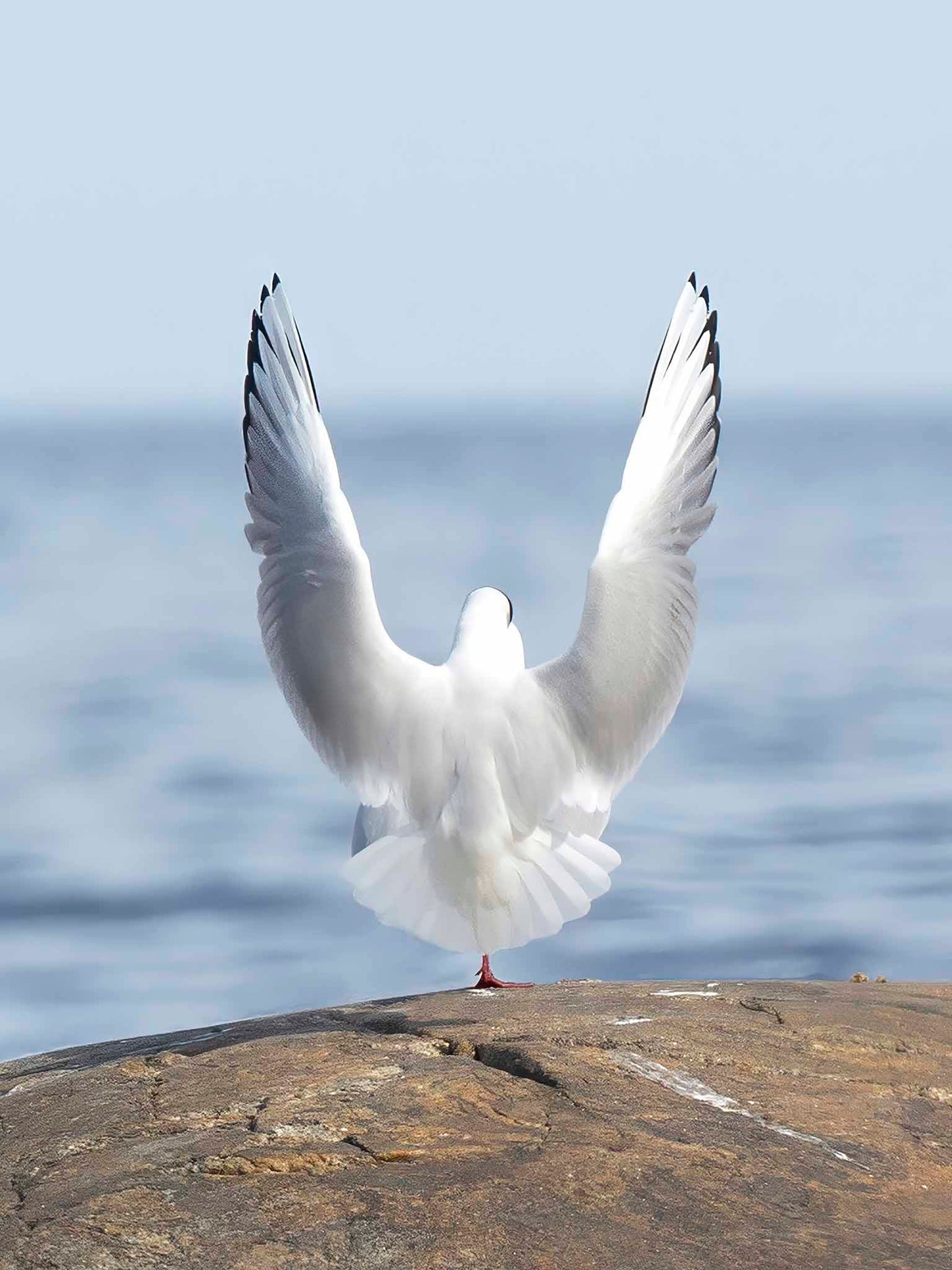 Skrattmås vid havet