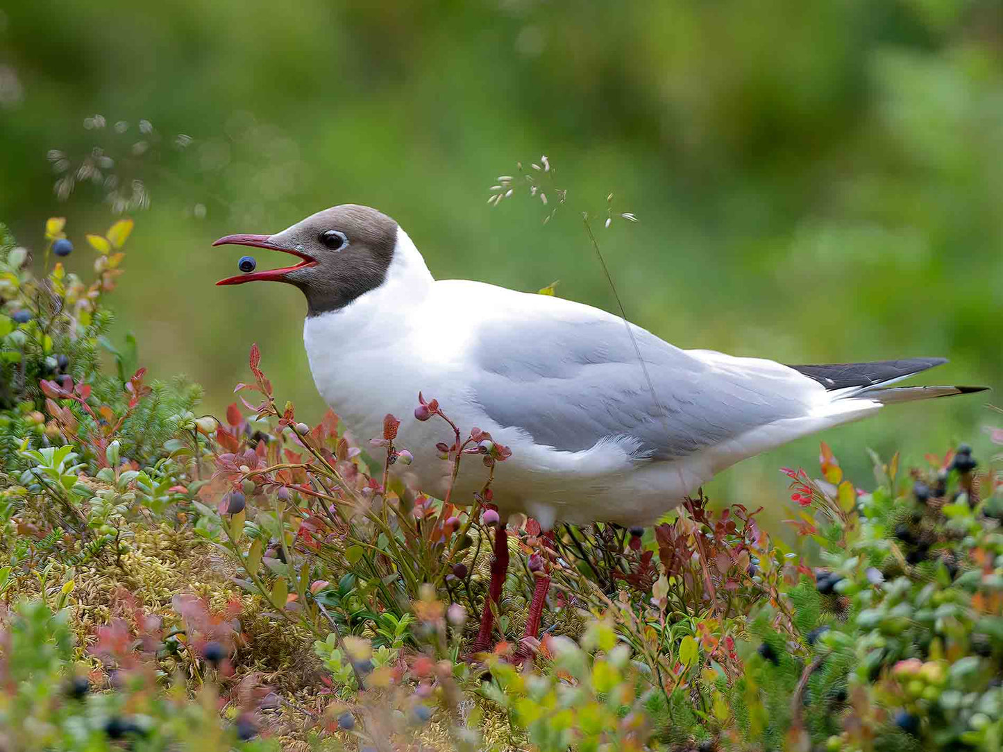 Skrattmås äter blåbär