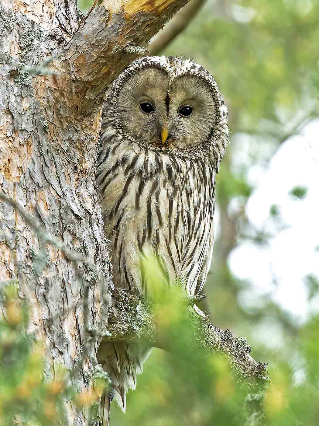 Slaguggla tittar fram