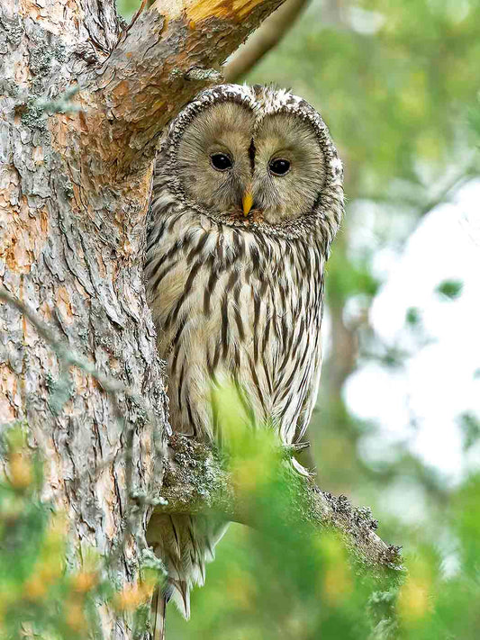 Slaguggla tittar fram