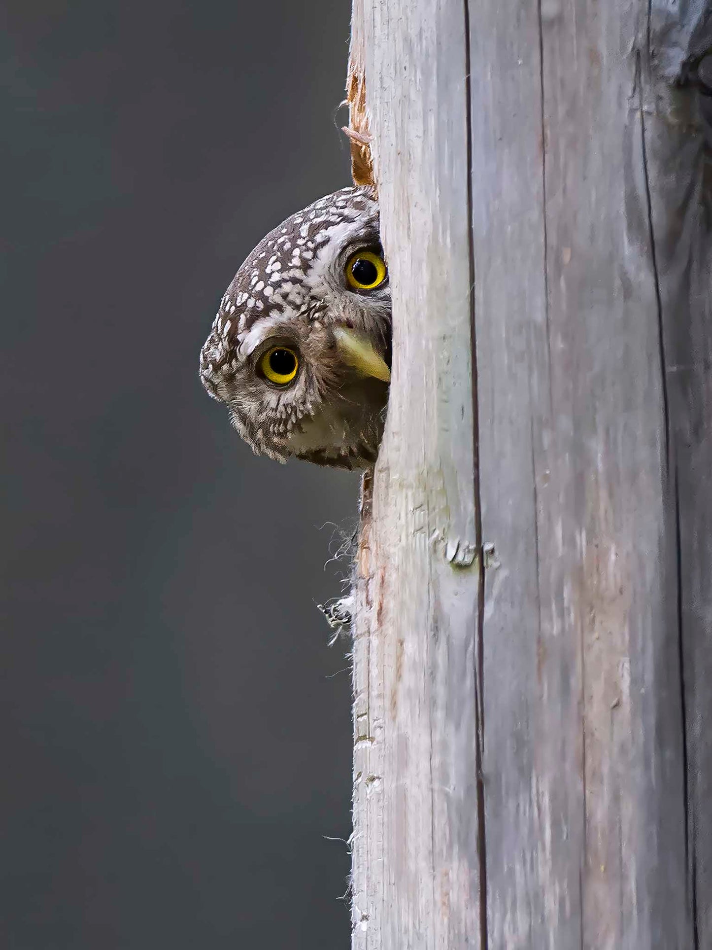 Sparvugglan tittar fram