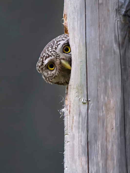 Sparvugglan tittar fram