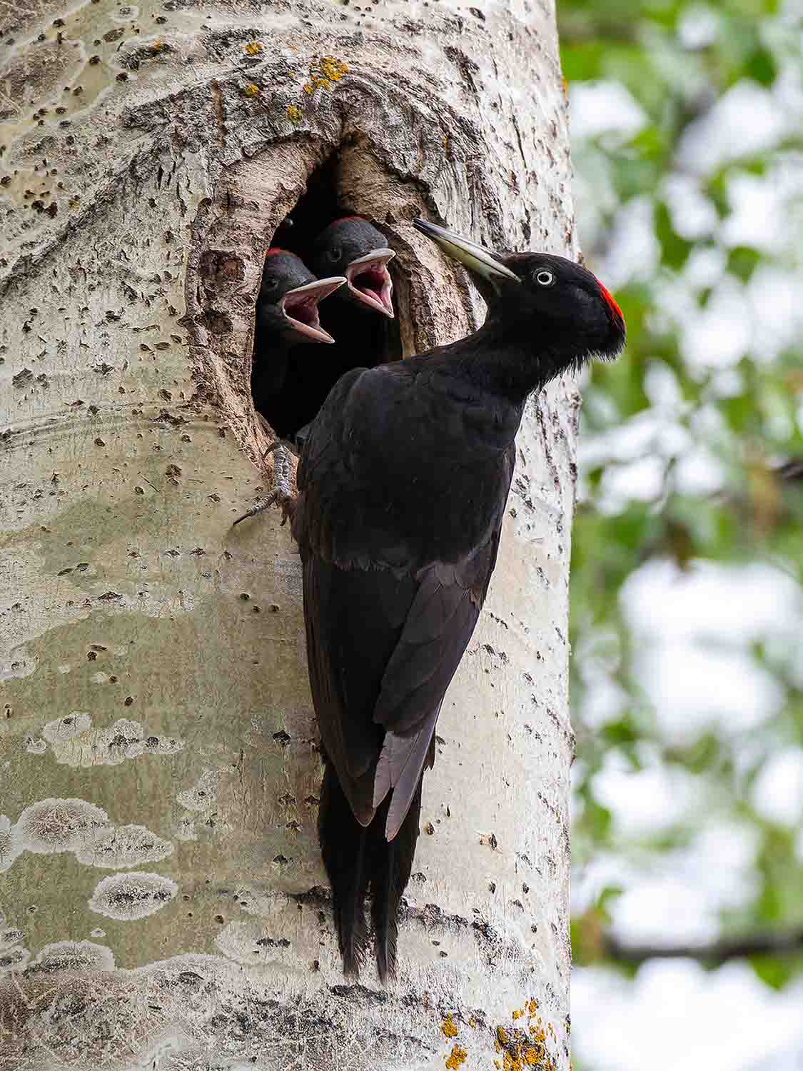Spillkråka vid sitt bo