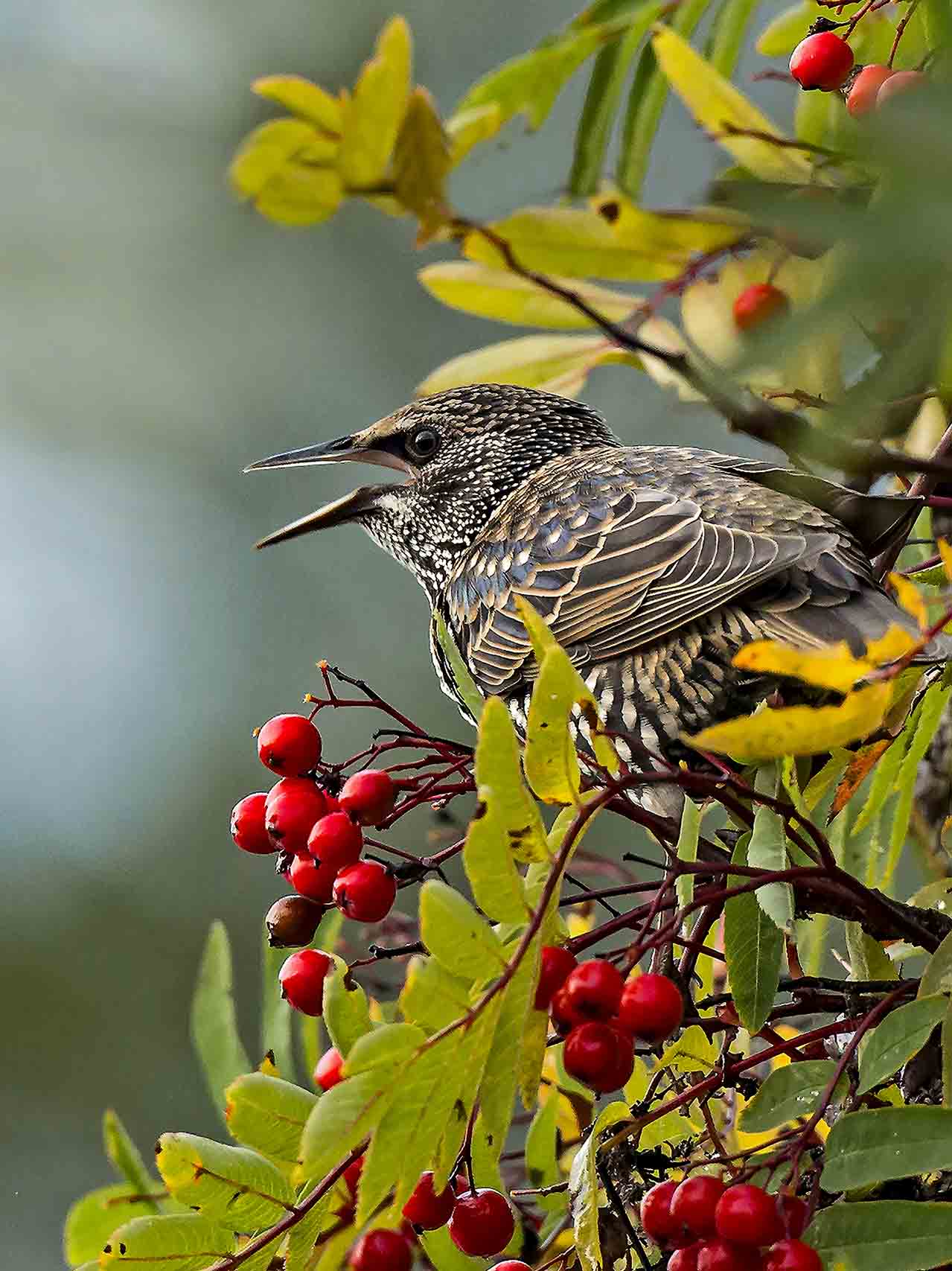Stare i rönnbärsträdet