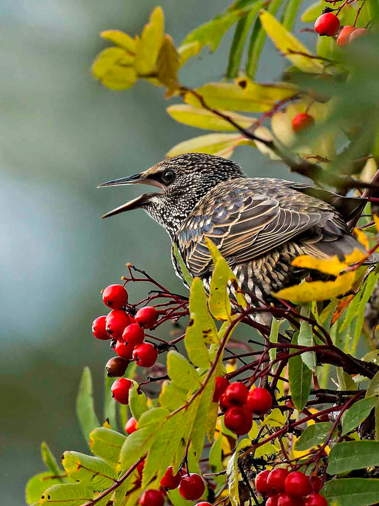 Stare i rönnbärsträdet