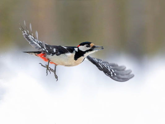 Större hackspett i flykt 1