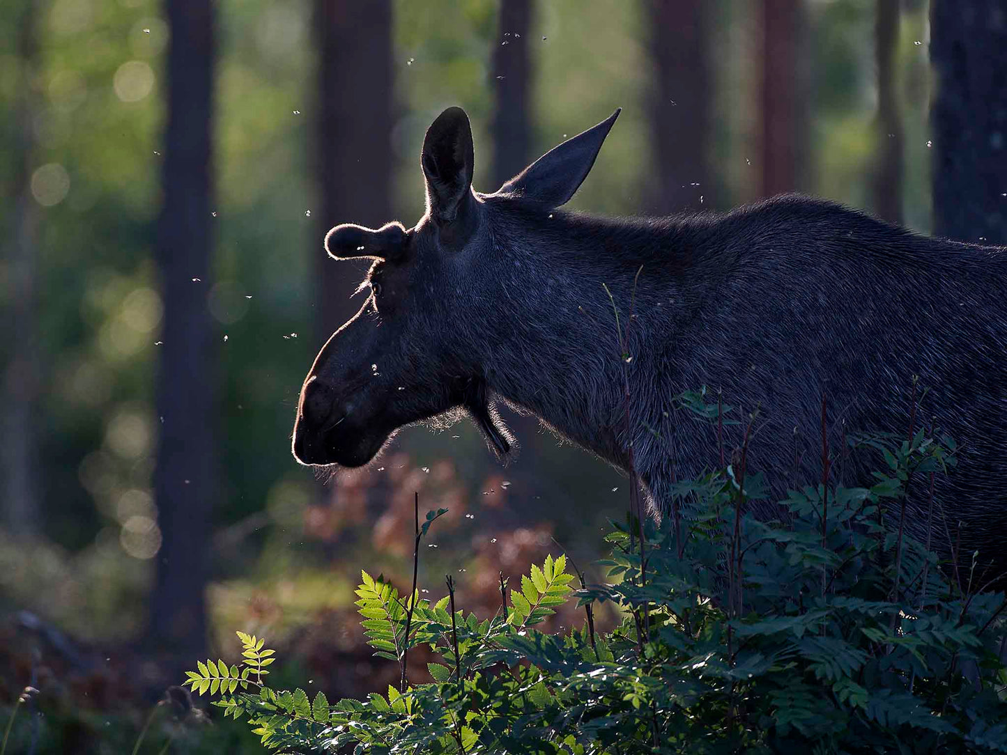 Älg i motljus