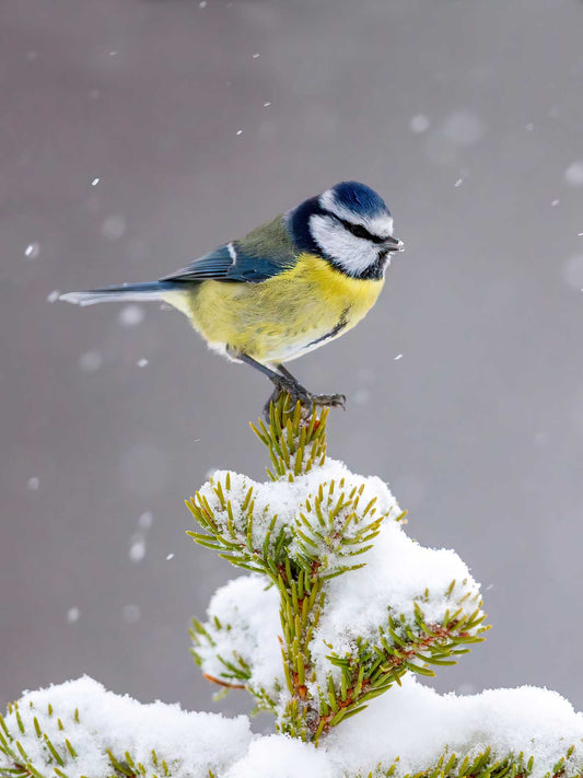 Blåmes i snö