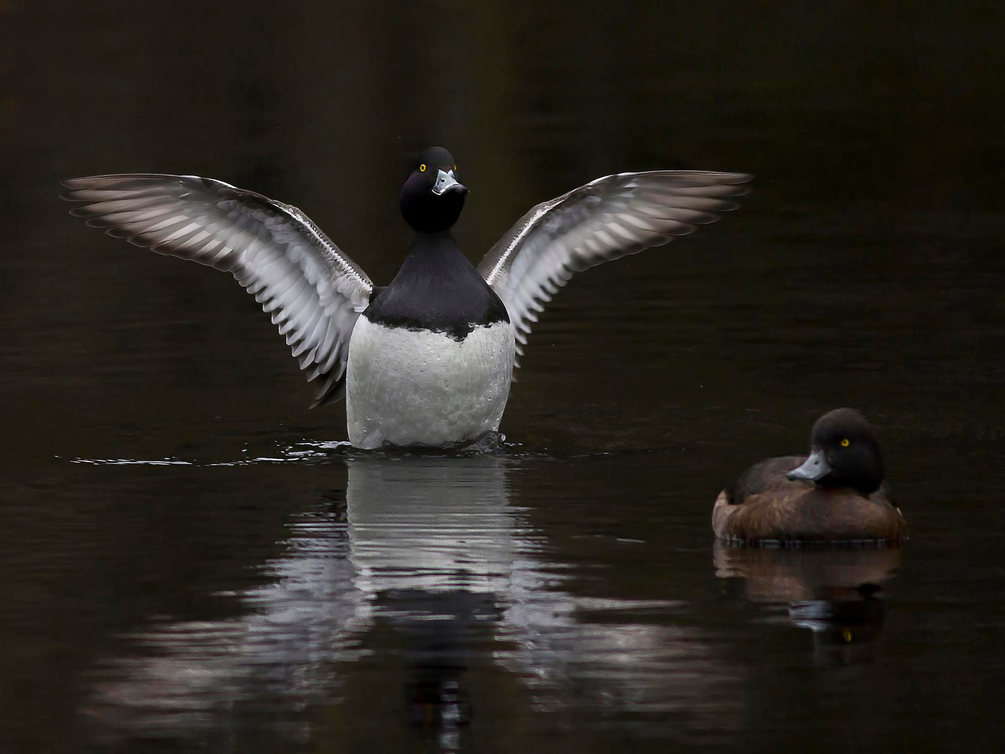 Knipa, hanne och hona