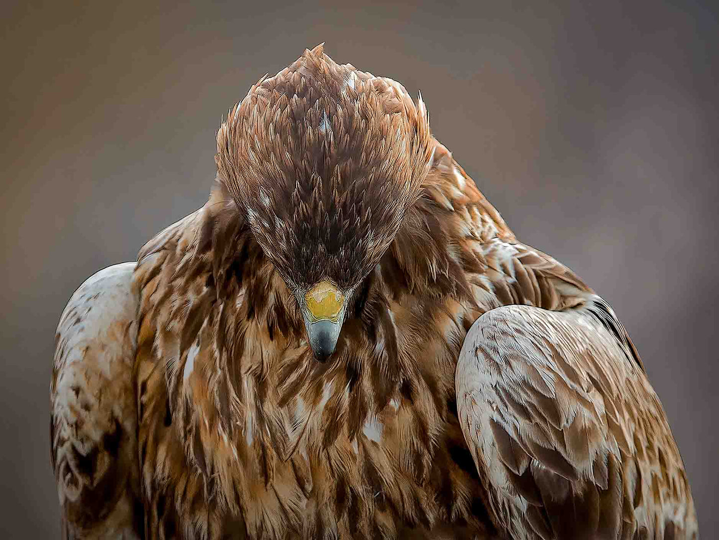 Kungsörnen tittar ner