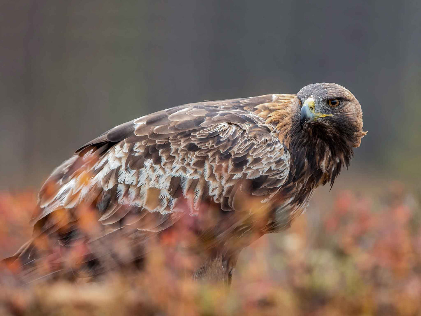 Kungsörn i höstfärger 1