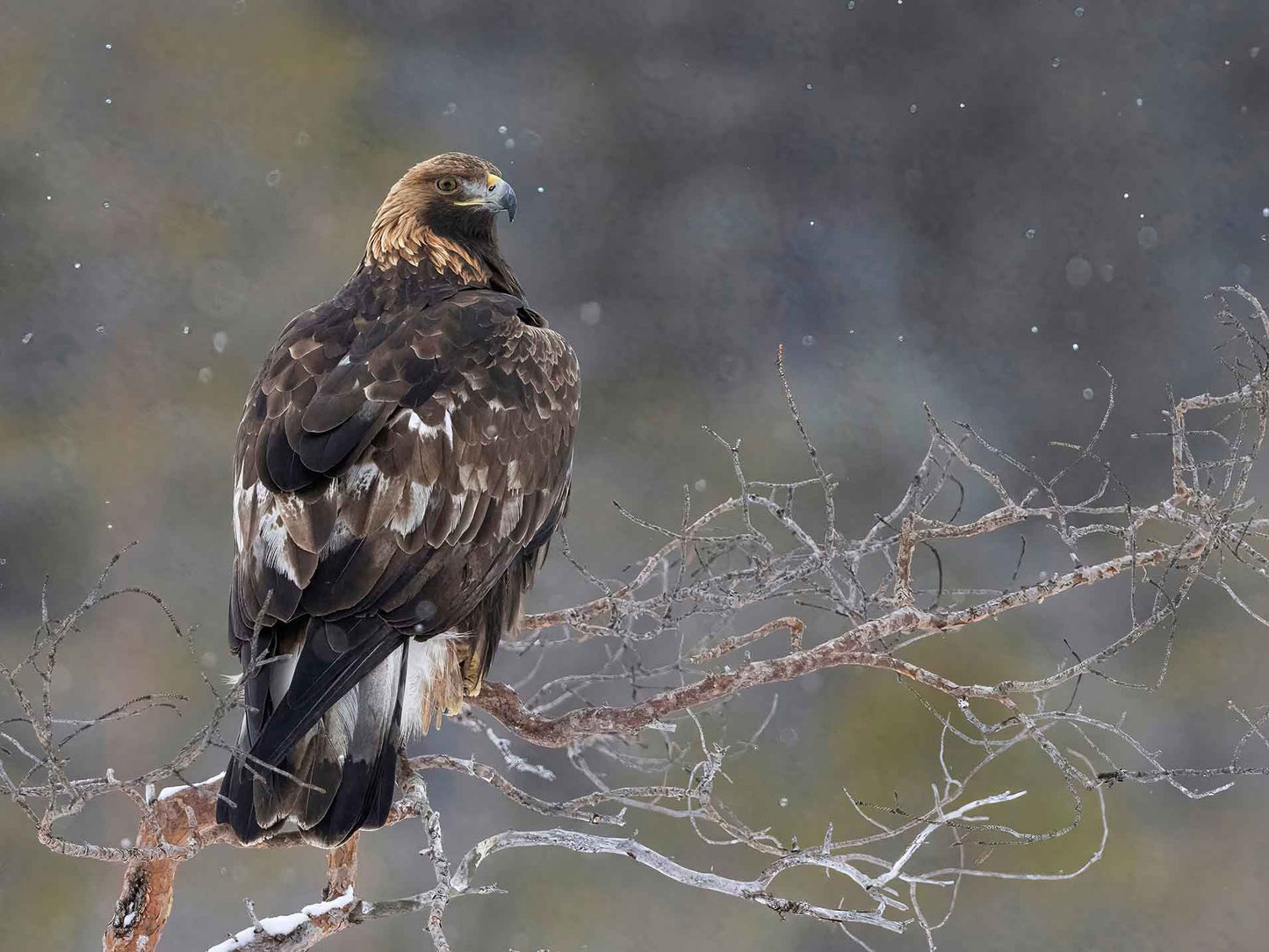Kungsörn ringmärkt i Finland på besök