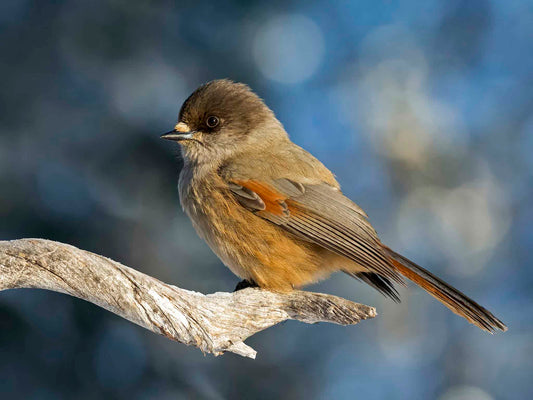 Lavskrika på torrfura