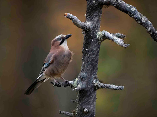 Nötskrika i höstfärger