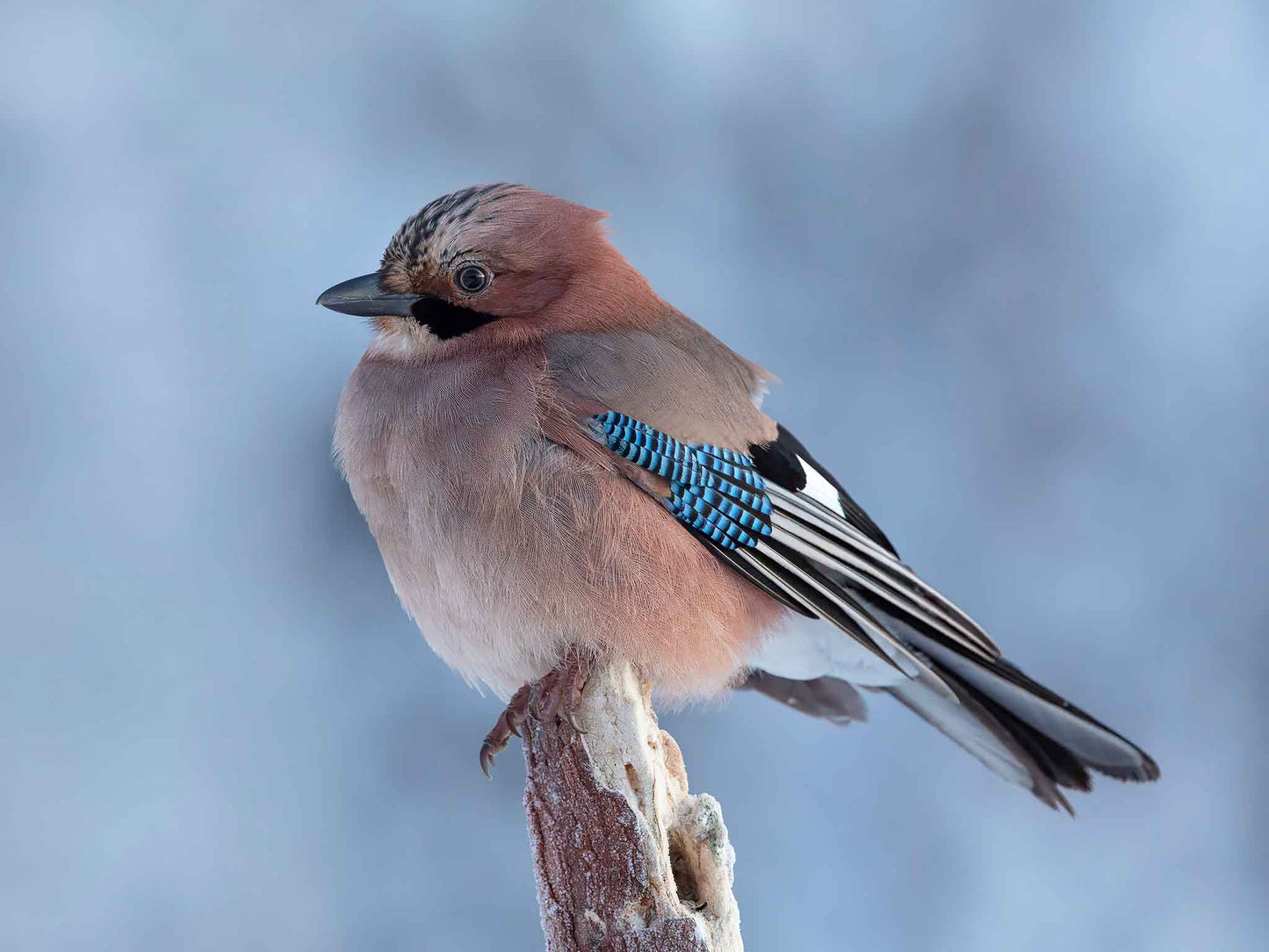 Nötskrika en kylig morgon