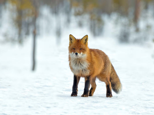 Räv i vinter 2