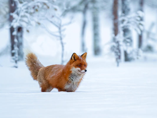 Räv i vinter 1