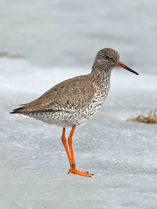 Rödbena på snö